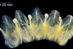 _untitled__1465__25_