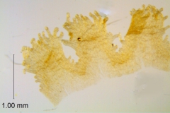 _untitled__1465__33_