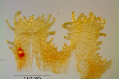 _untitled__1465__35_