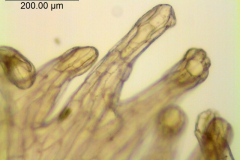 _untitled__1465__38_