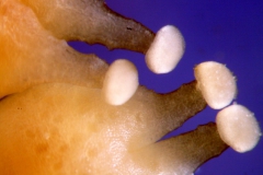 _untitled__1465__43_