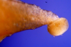 _untitled__1465__44_