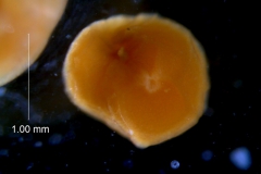 _untitled__14548__42_