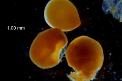 _untitled__24456__1_