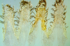 _untitled__11321__21_