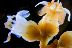 _untitled__11321__4_