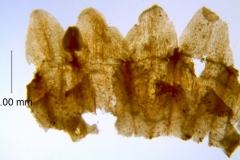 _untitled__178946__19_