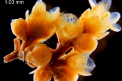 _untitled__178946__1_