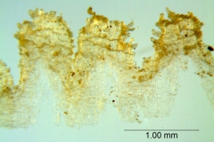 _untitled__178946__24_