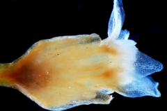 _untitled__113245__1_