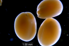 _untitled__198762__12_