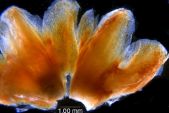 _untitled__198762__15_