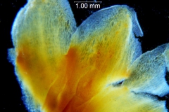 _untitled__198762__6_