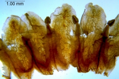 _untitled__16735__19_