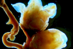 _untitled__16735__1_