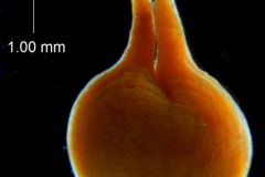 _untitled__16735__28_