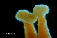 _untitled__16735__29_