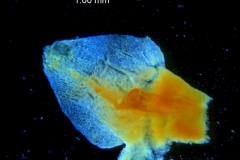 _untitled__16735__32_