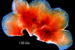 _untitled__1486__10_