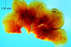 _untitled__1486__11_