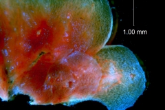 _untitled__1486__12_