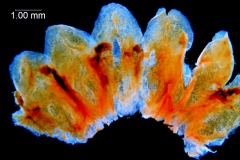 _untitled__1486__14_