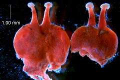 _untitled__1486__20_