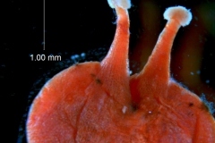 _untitled__1486__22_