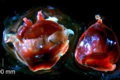 _untitled__1486__25_