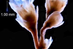 Cuscuta taimensis, inflorescence