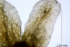 Cuscuta taimensis, calyx lobe details