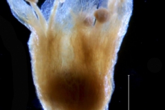 Cuscuta taimensis, corolla 3D