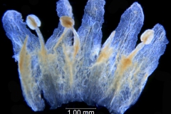 Cuscuta taimensis, corolla dissected