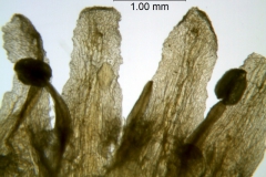 Cuscuta taimensis, corolla lobe details