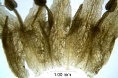 Cuscuta taimensis, corolla dissected with scales
