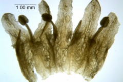 Cuscuta taimensis, corolla dissected