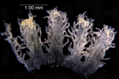 Cuscuta taimensis, scales