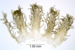 Cuscuta taimensis, scales