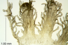 Cuscuta taimensis, scales