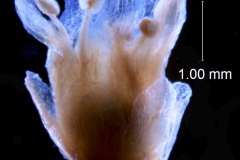 Cuscuta taimensis, flower