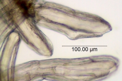 Cuscuta taimensis, scale fimbriae