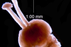 Cuscuta taimensis, gynoecium