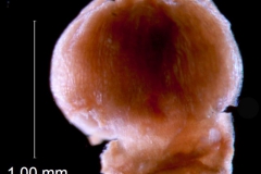 Cuscuta taimensis, ovary