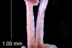 Cuscuta taimensis, styles and stigmas