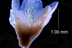 Cuscuta taimensis, calyx 3D