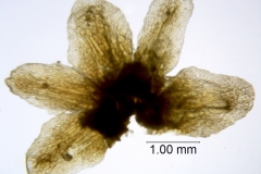 Cuscuta taimensis, calyx dissected