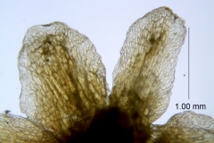 Cuscuta taimensis, calyx lobe details
