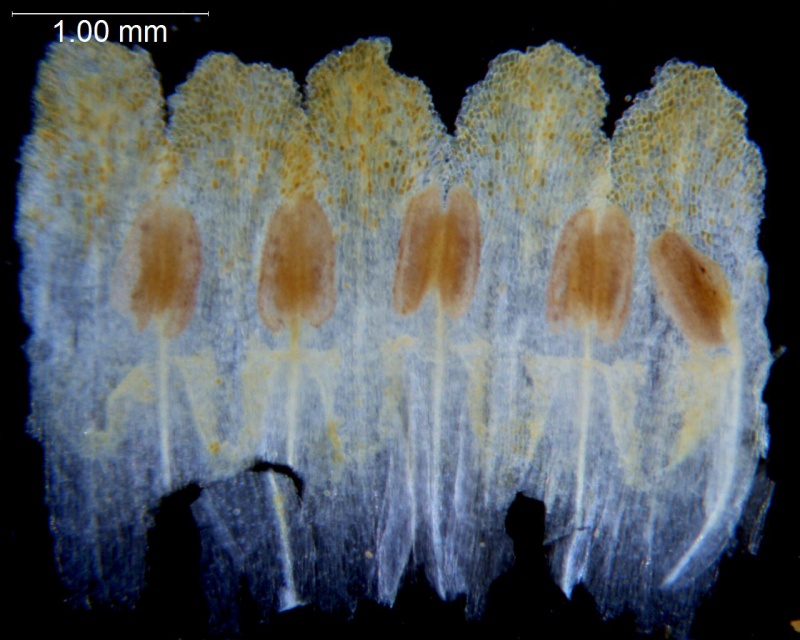 Cuscuta monogyna; Grece, Greuter 11459 (NY)