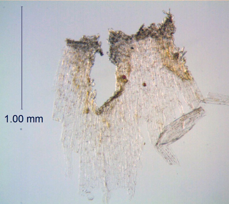 Cuscuta monogyna; Grece, Greuter 11459 (NY)