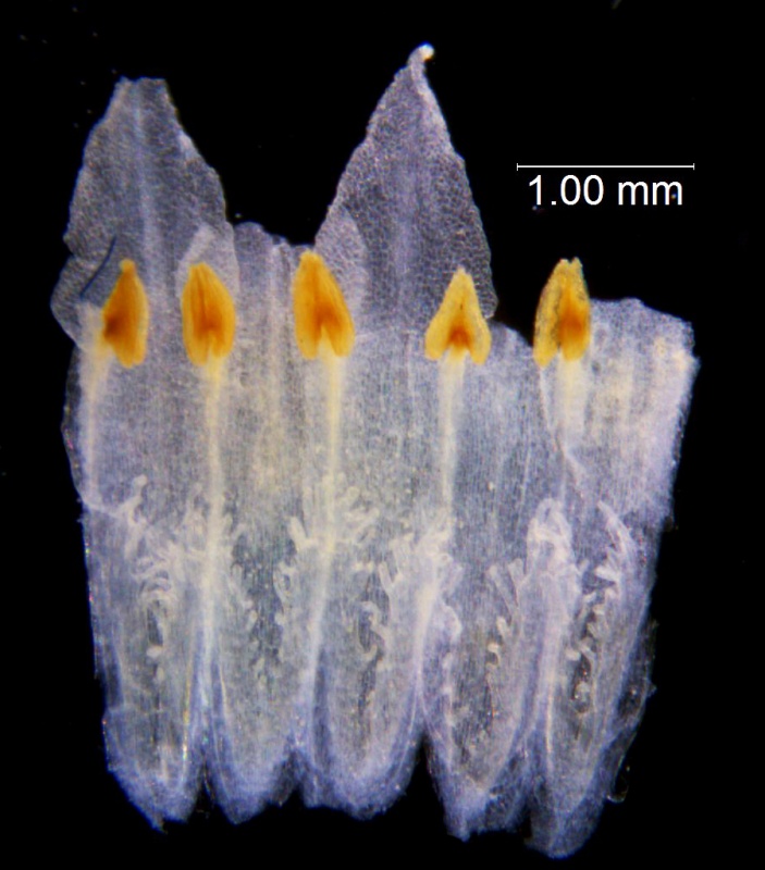 Cuscuta subinclusa; U.S.A., California,Twisselmann 2394 (RSA)